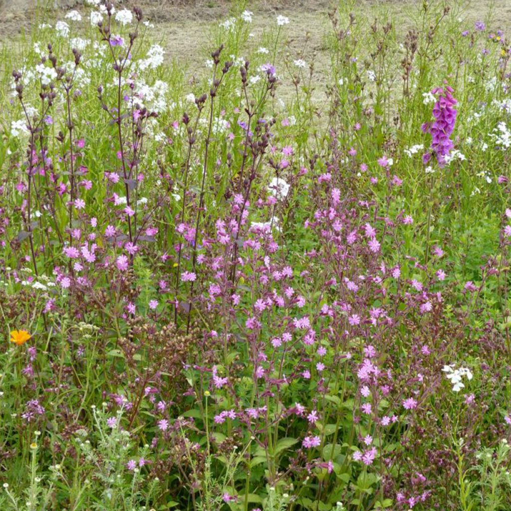 Wilde Blumenmischung Schatten & Licht