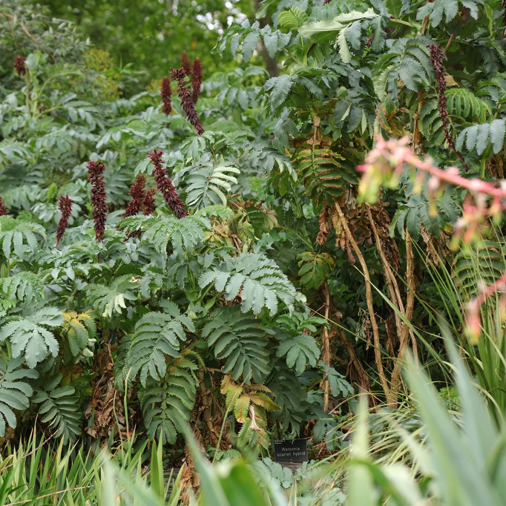 Melianthus major - Honigstrauch