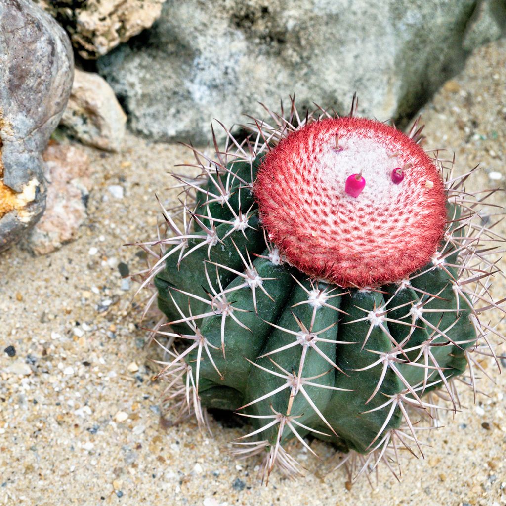Melonenkaktus - Melocactus azureus