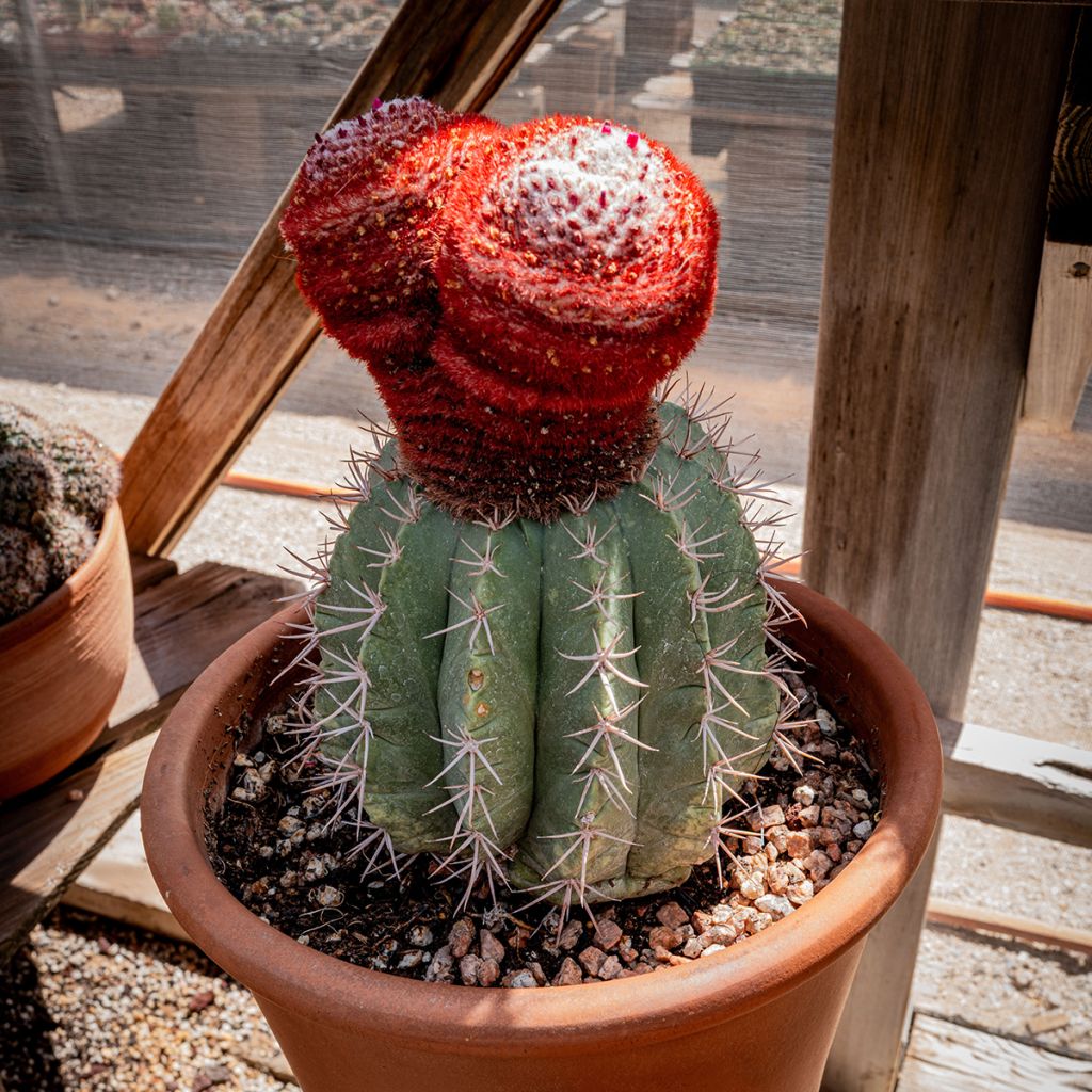 Melonenkaktus - Melocactus azureus