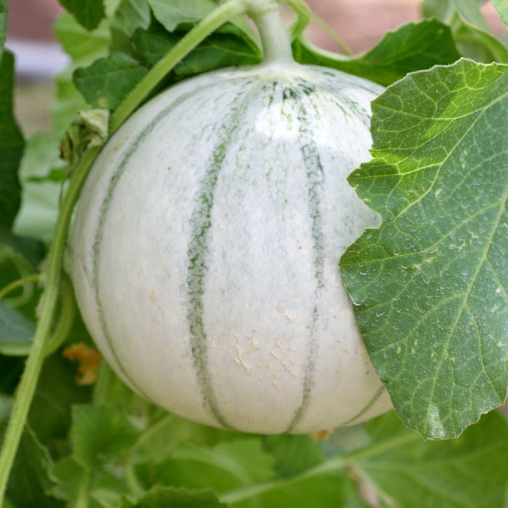 Melone Alienor - Vilmorin