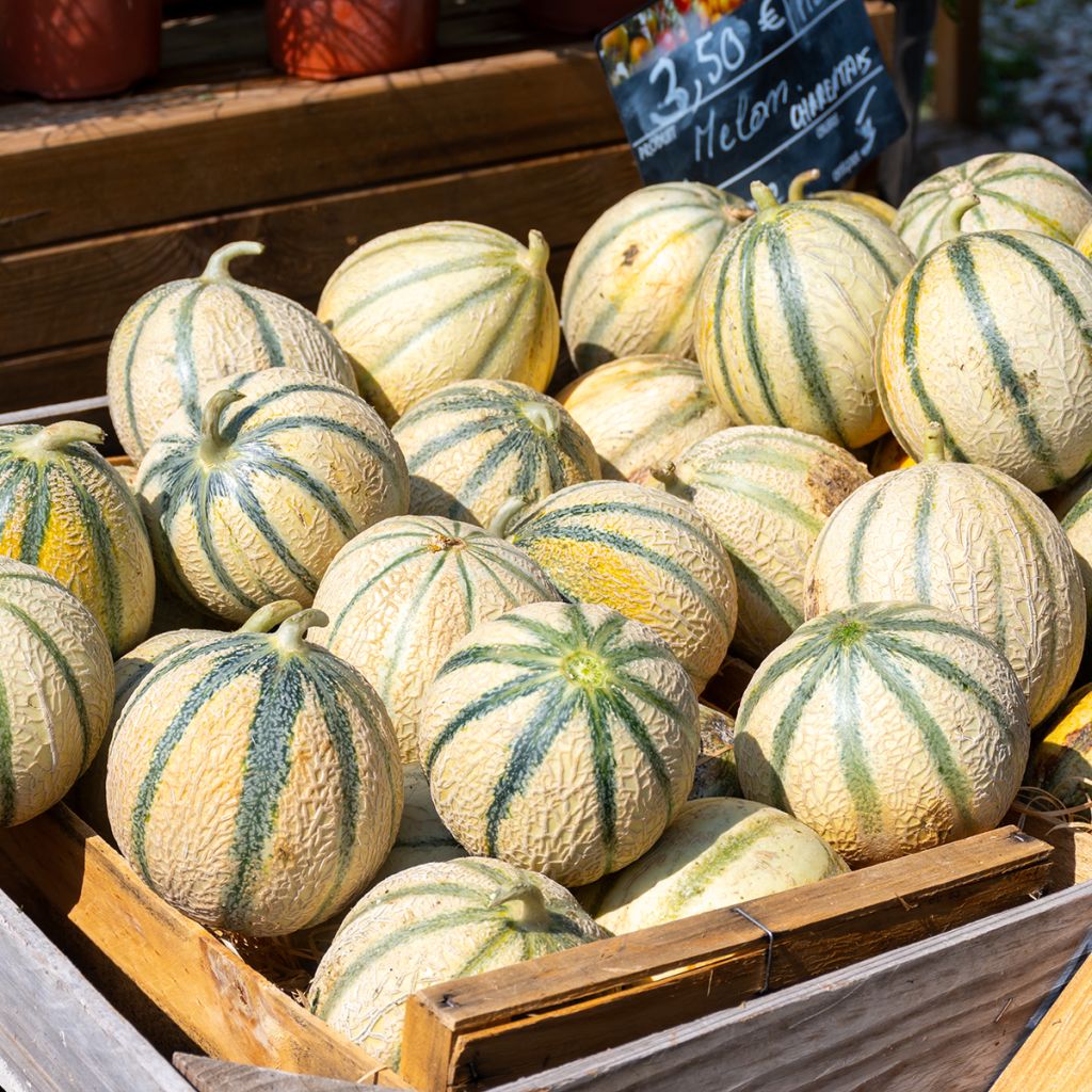 Melone Charentais Bio - Ferme de Sainte Marthe