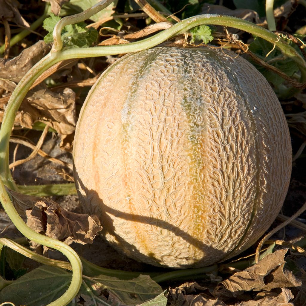 Melone Charentais