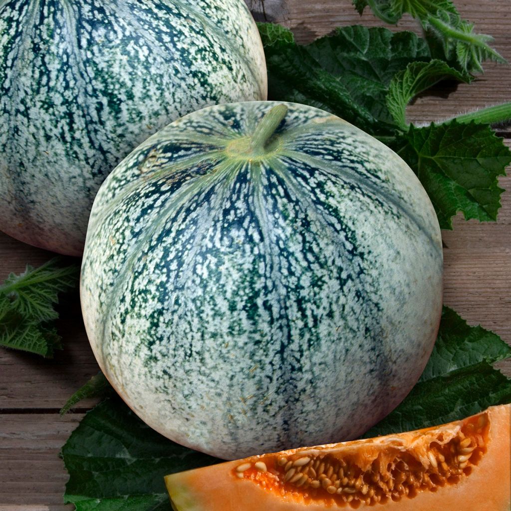 Melone Petit gris de Rennes