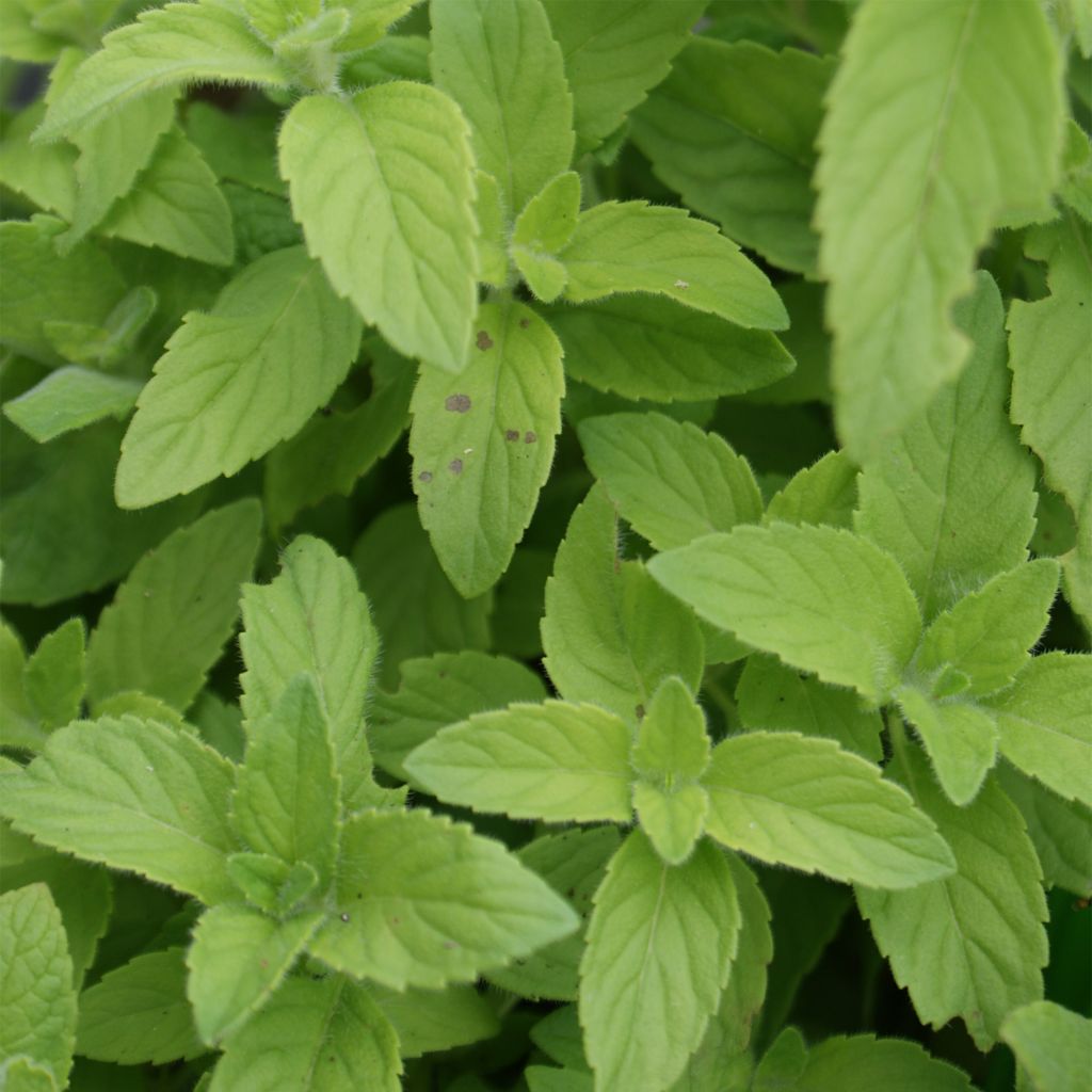 Acker-Minze Banana Bio - Mentha arvensis