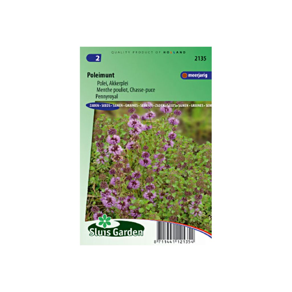 Polei-Minze Pouliot - Mentha pulegium