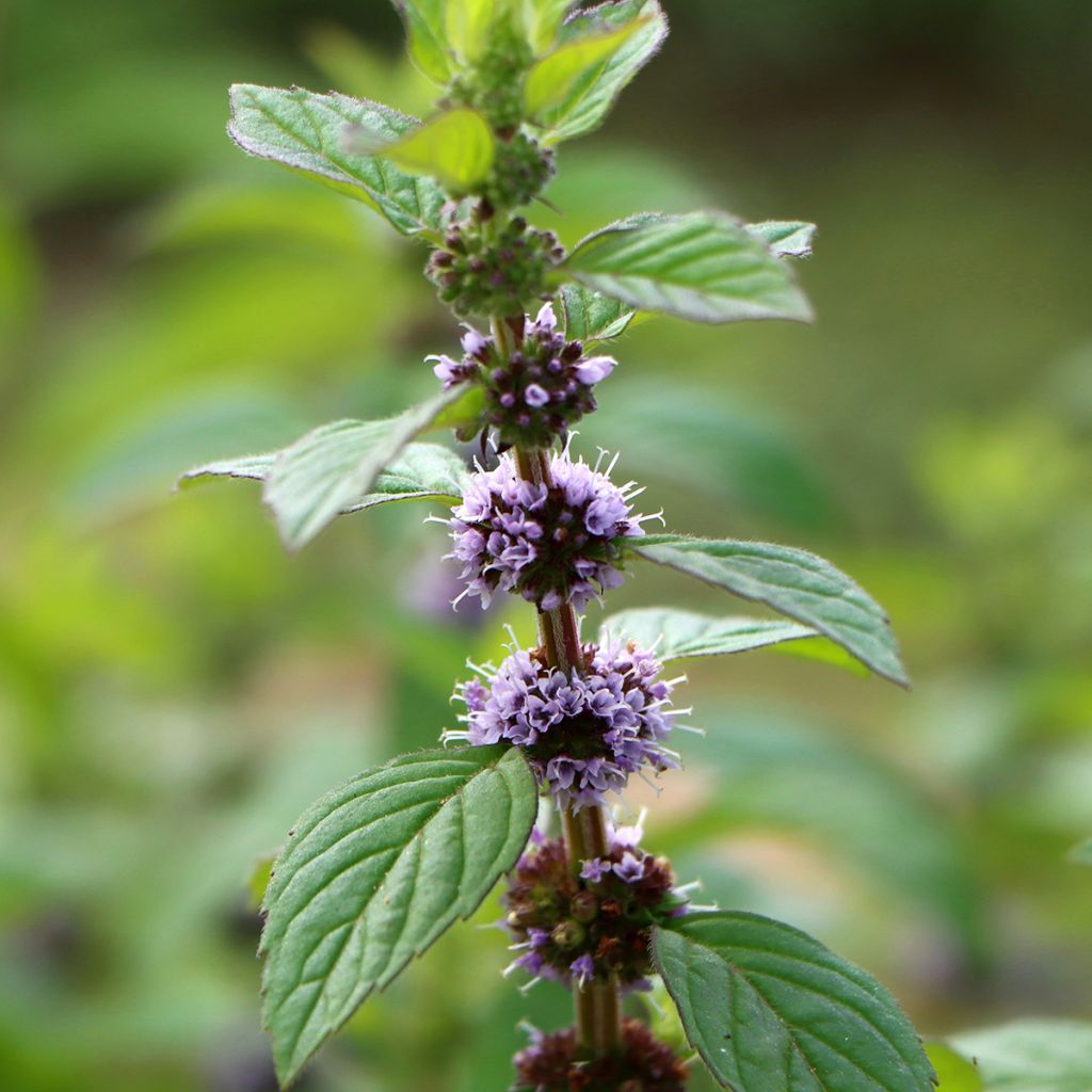 Acker-Minze - Mentha arvensis