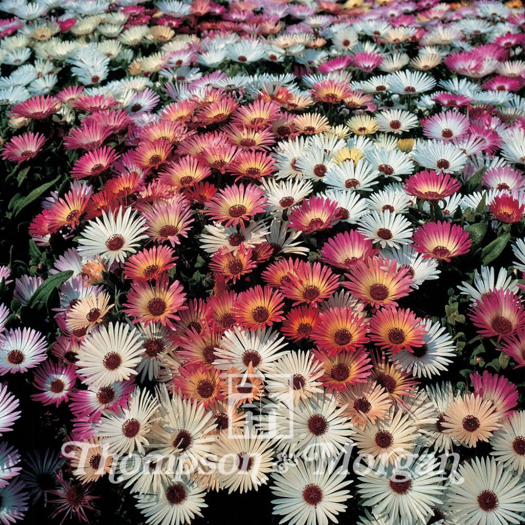 Mesembryanthemum criniflorum Sparkles Mixed (Samen) - Mittagsblume