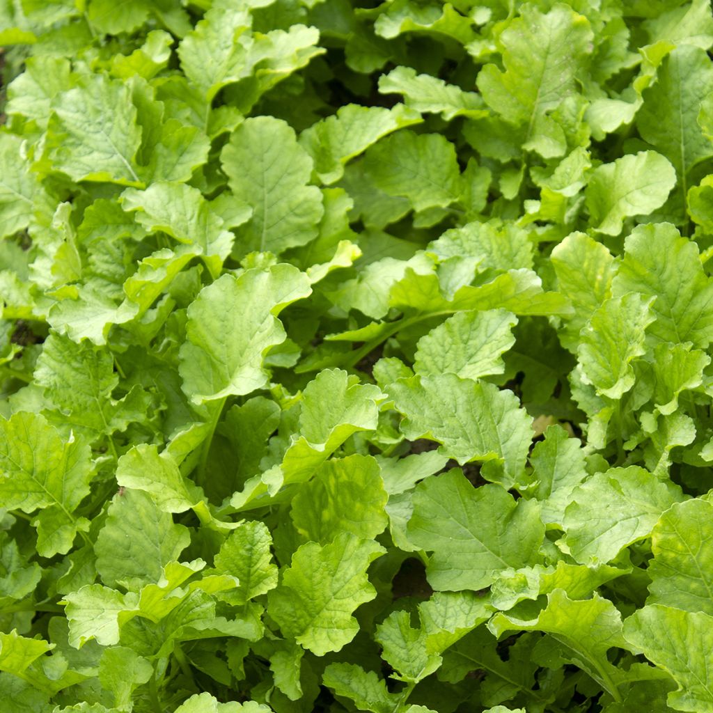 Rübensprosse Namenia Bio