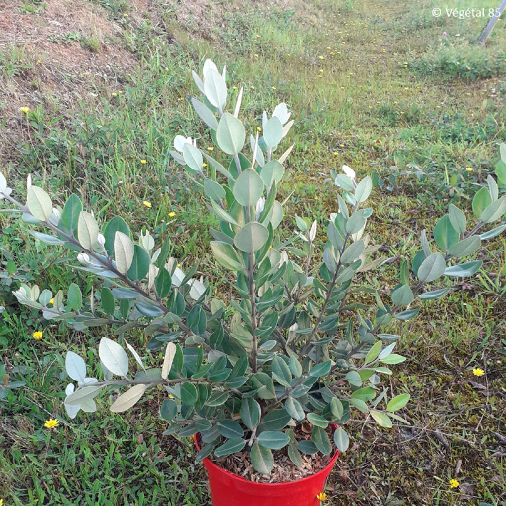 Metrosideros x thomasii - Eisenholzbaum