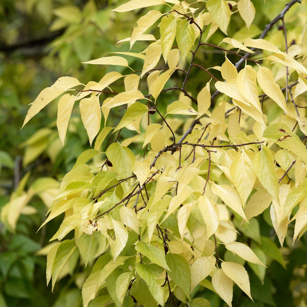 Celtis occidentalis - Micocoulier de Virginie