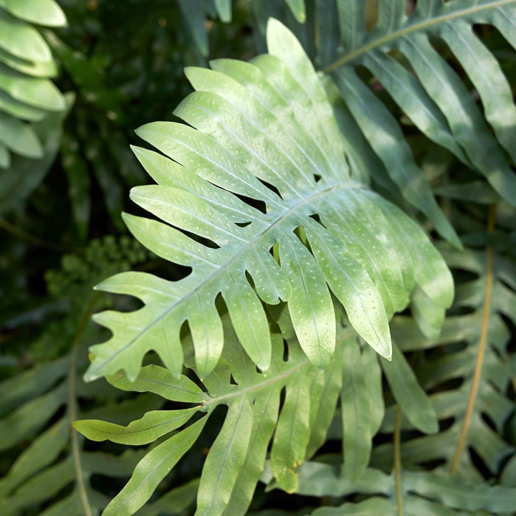 Microsorum diversifolium - Känguru-Farn