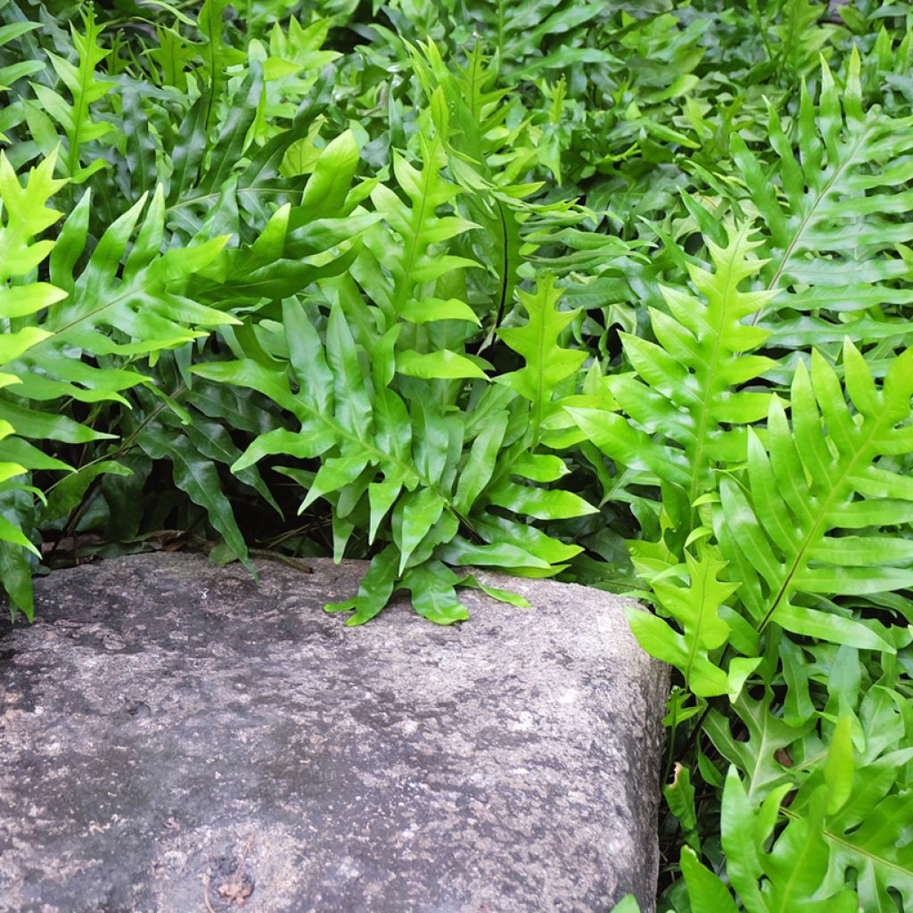 Microsorum diversifolium - Känguru-Farn