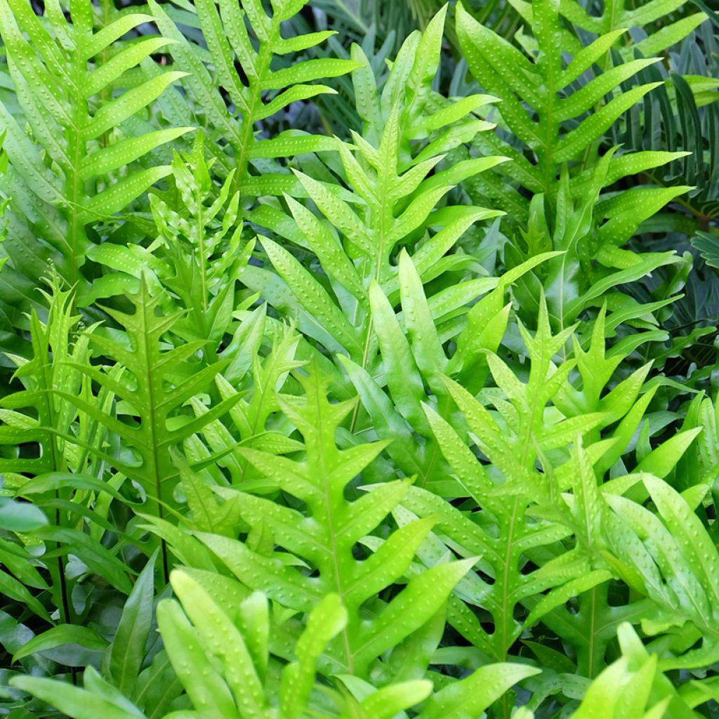 Microsorum diversifolium - Känguru-Farn