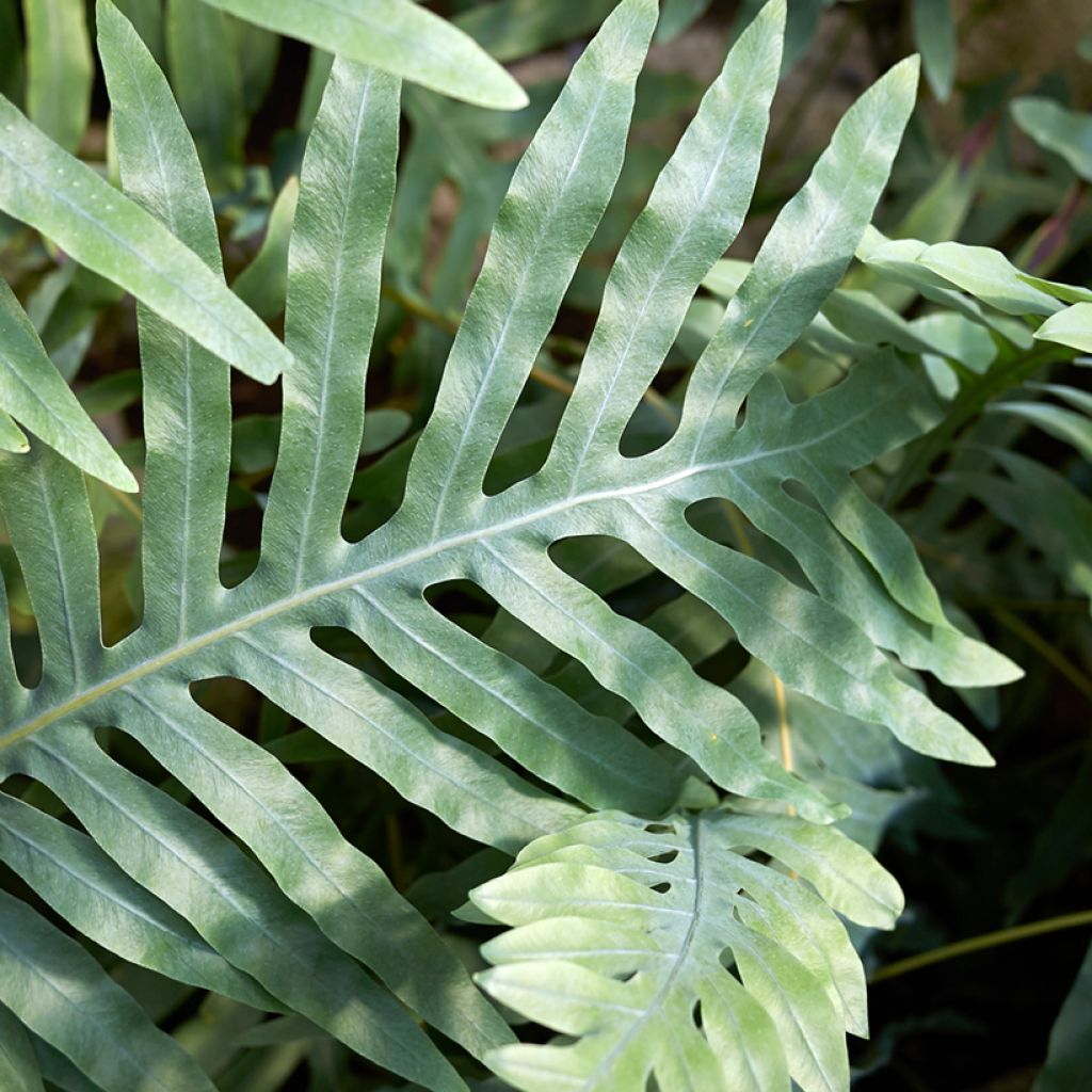 Microsorum diversifolium - Känguru-Farn