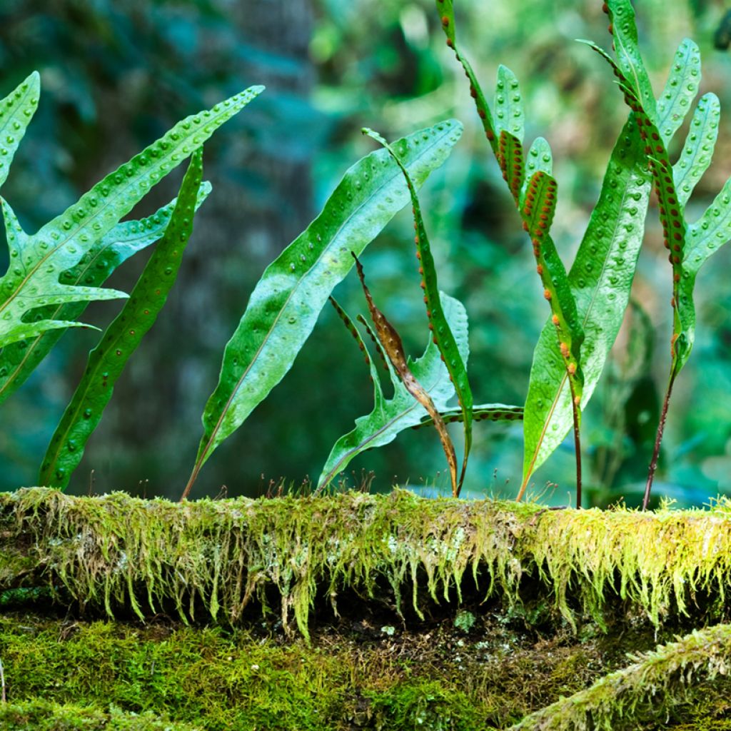 Microsorum diversifolium - Känguru-Farn