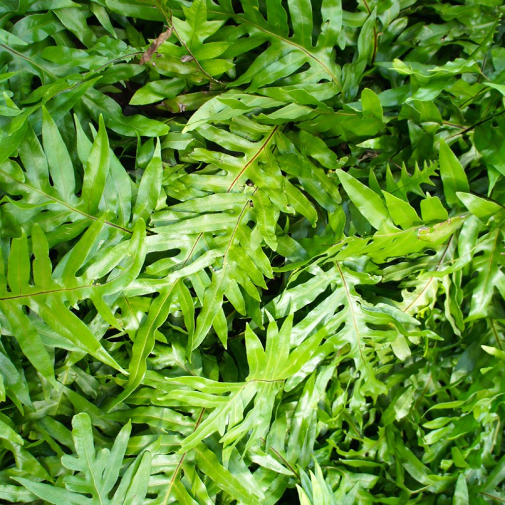 Microsorum diversifolium - Känguru-Farn