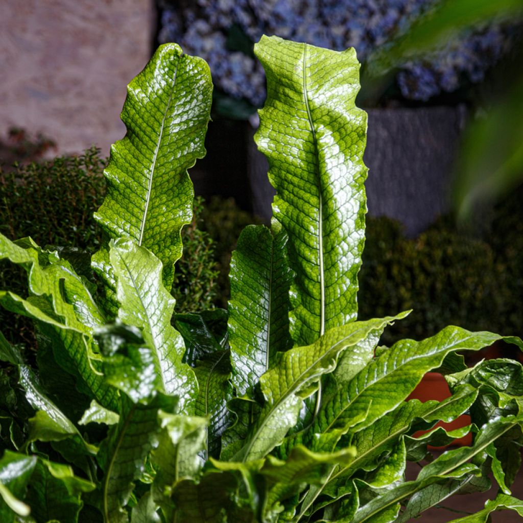 Microsorum musifolium Crocodyllus - Krokodilfarn