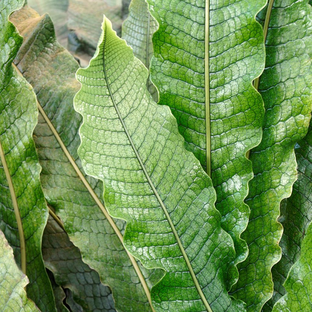 Microsorum musifolium Crocodyllus - Krokodilfarn