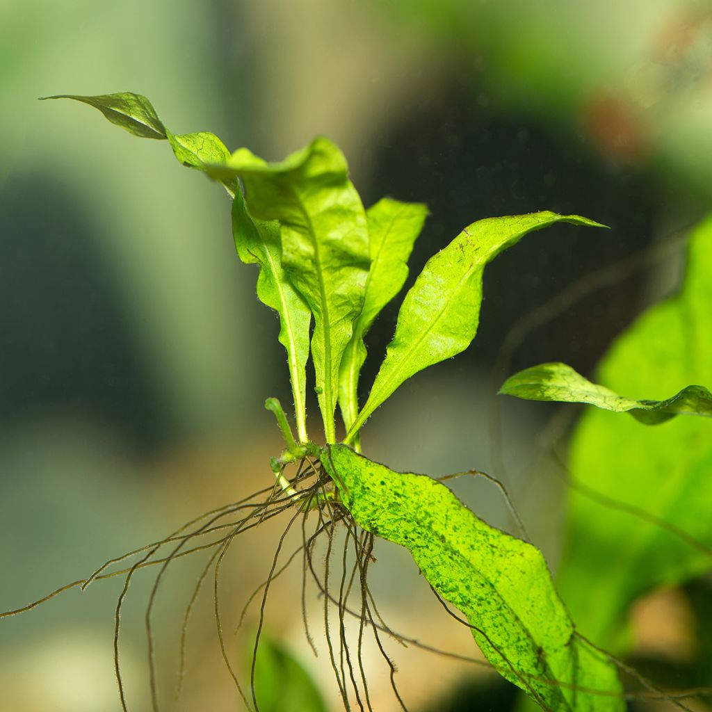 Javafarn - Microsorum pteropus