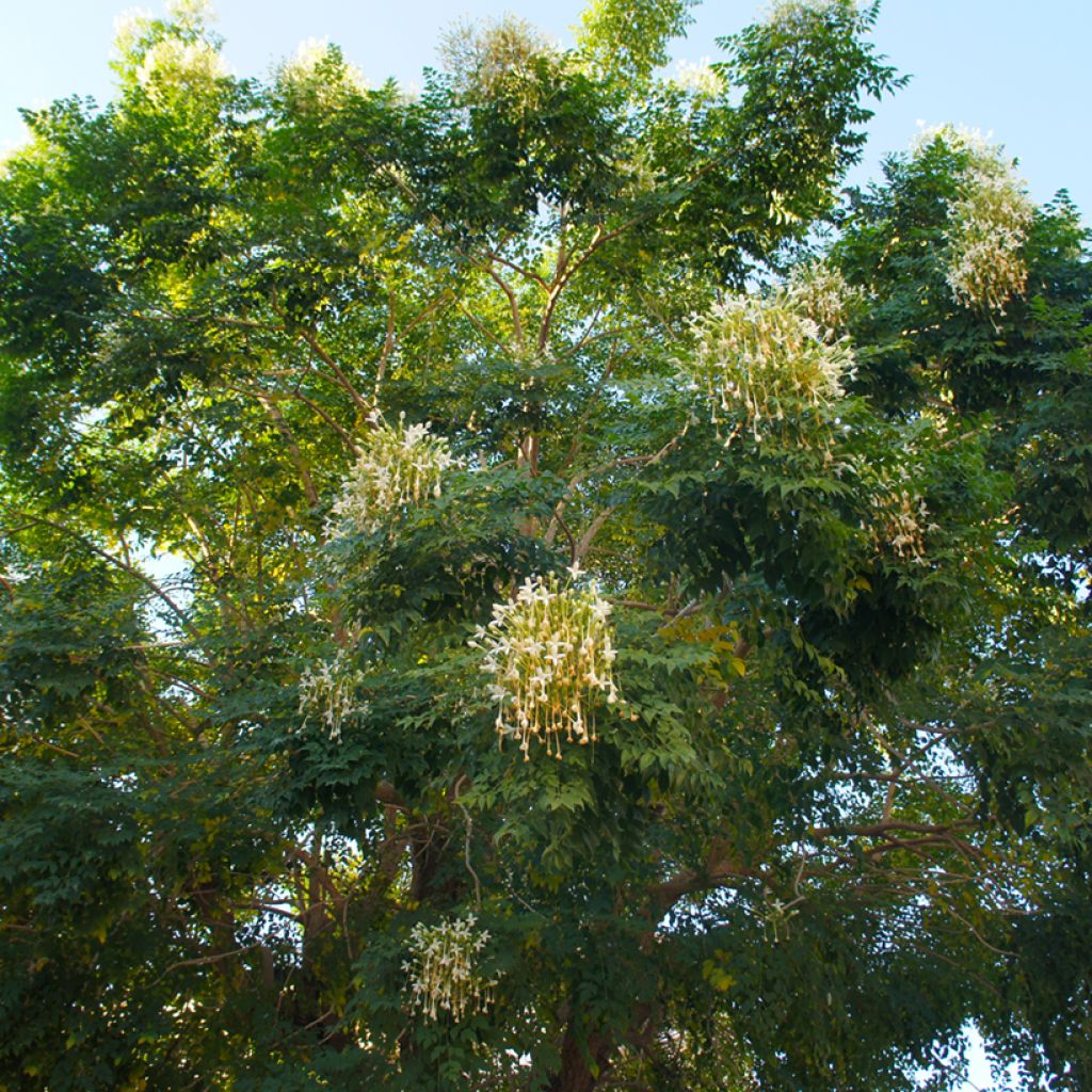 Jasminbaum - Millingtonia hortensis