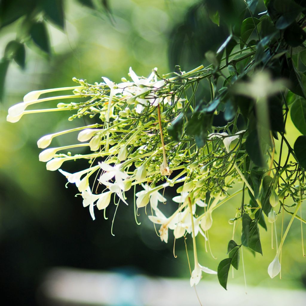 Jasminbaum - Millingtonia hortensis