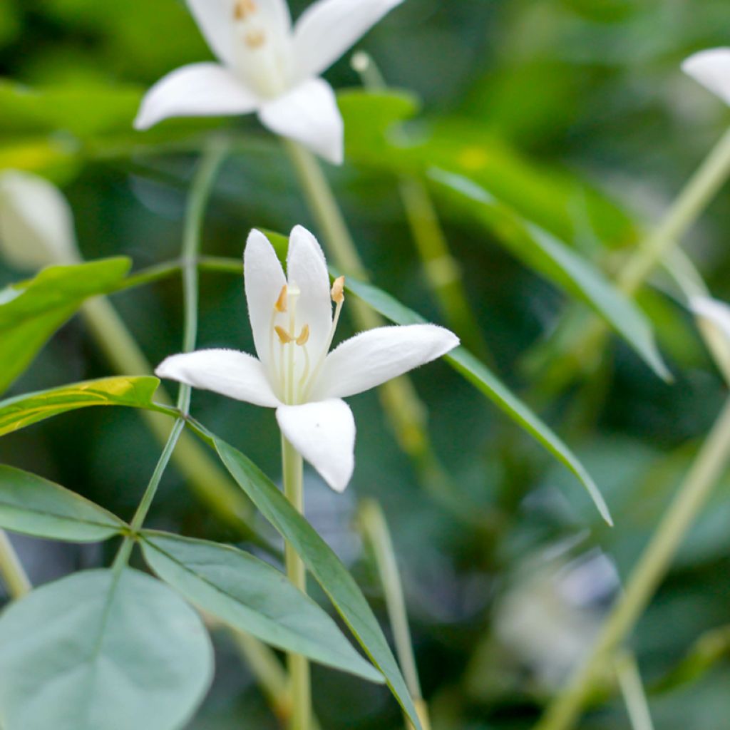 Jasminbaum - Millingtonia hortensis