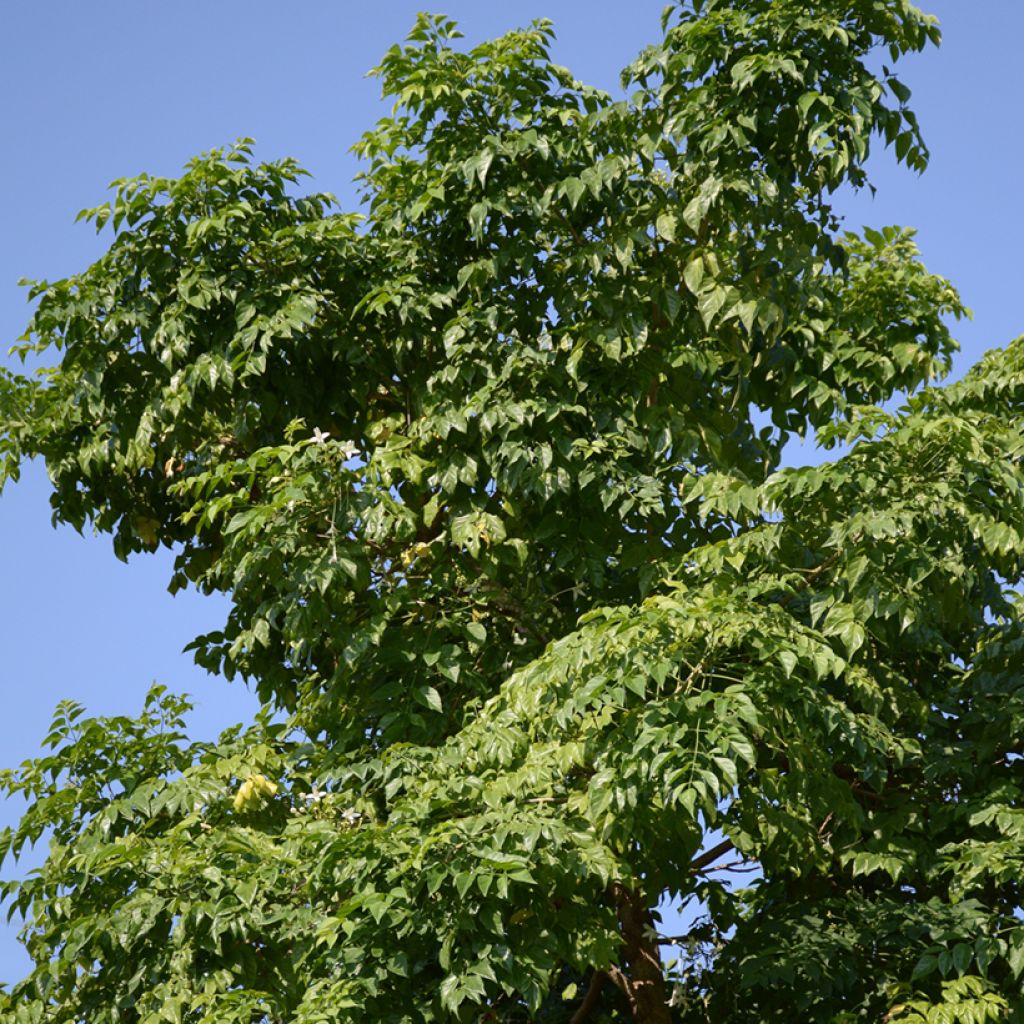 Jasminbaum - Millingtonia hortensis