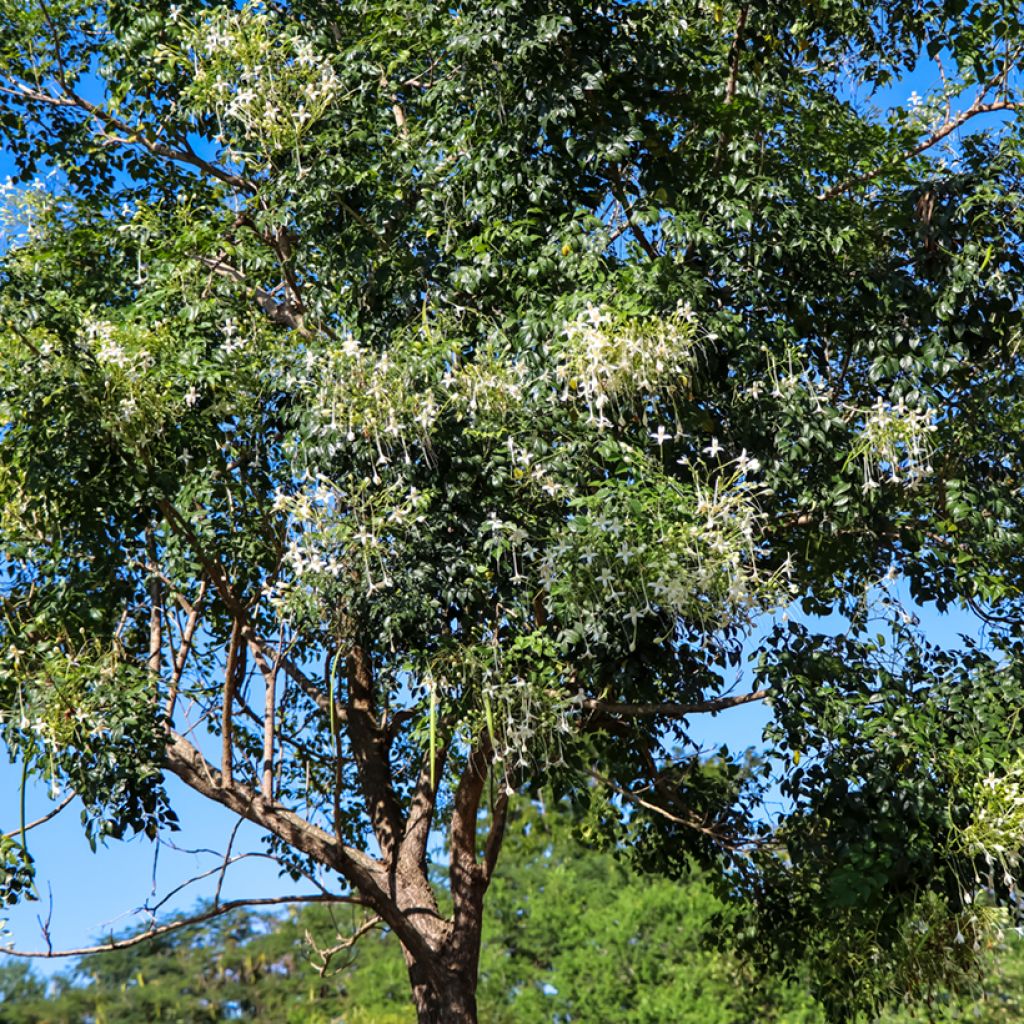 Jasminbaum - Millingtonia hortensis
