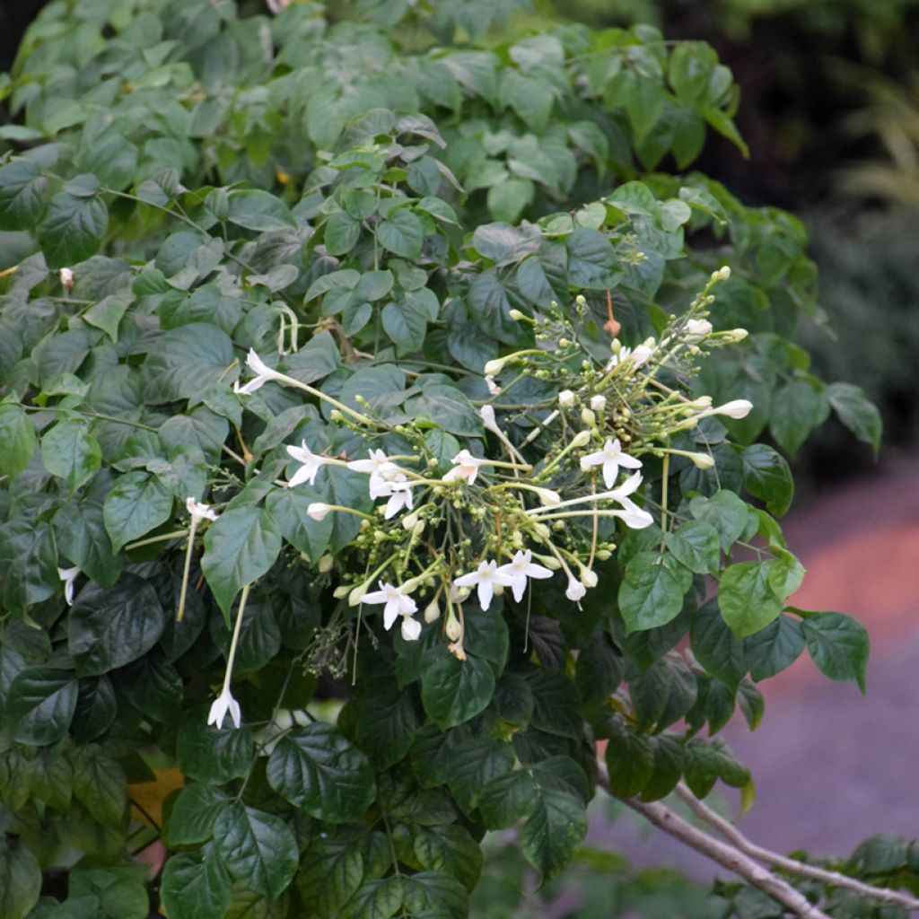 Jasminbaum - Millingtonia hortensis