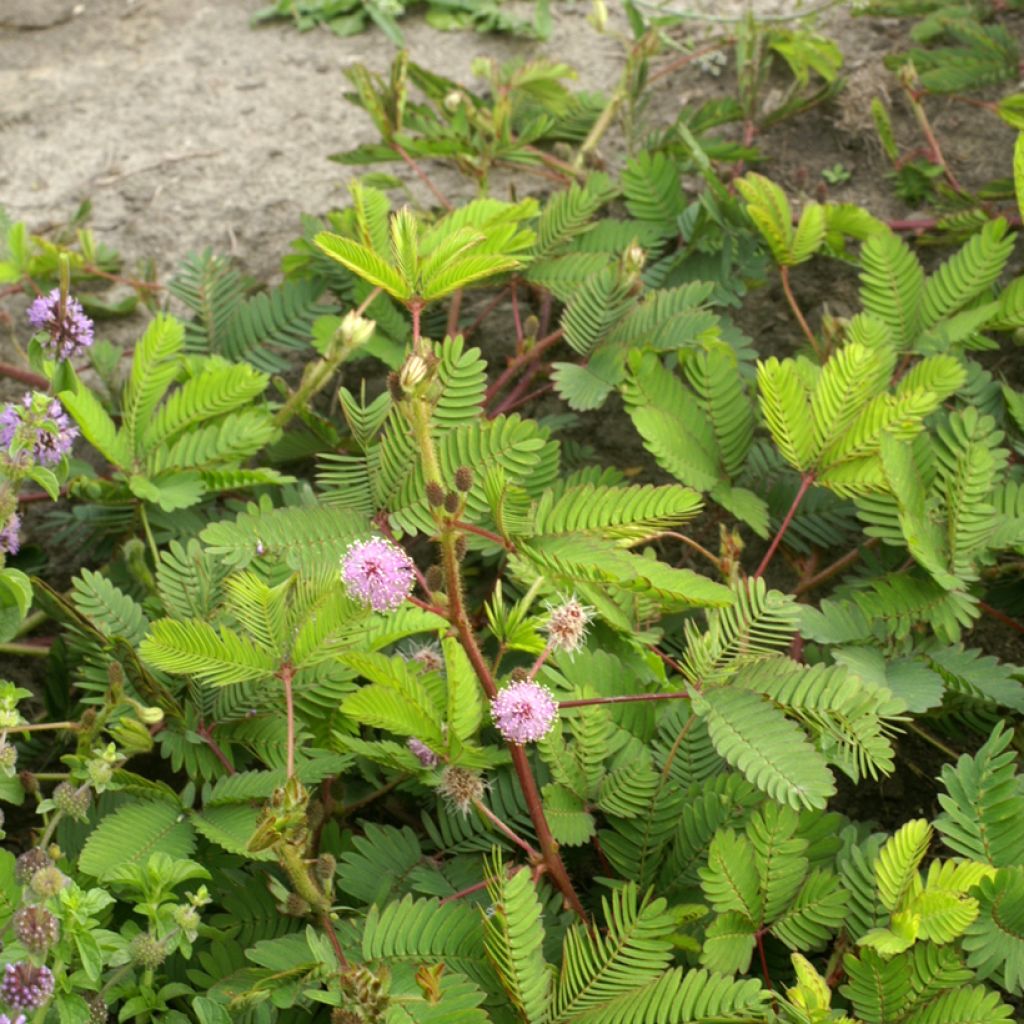 Mimosa pudica (Samen) - Mimose