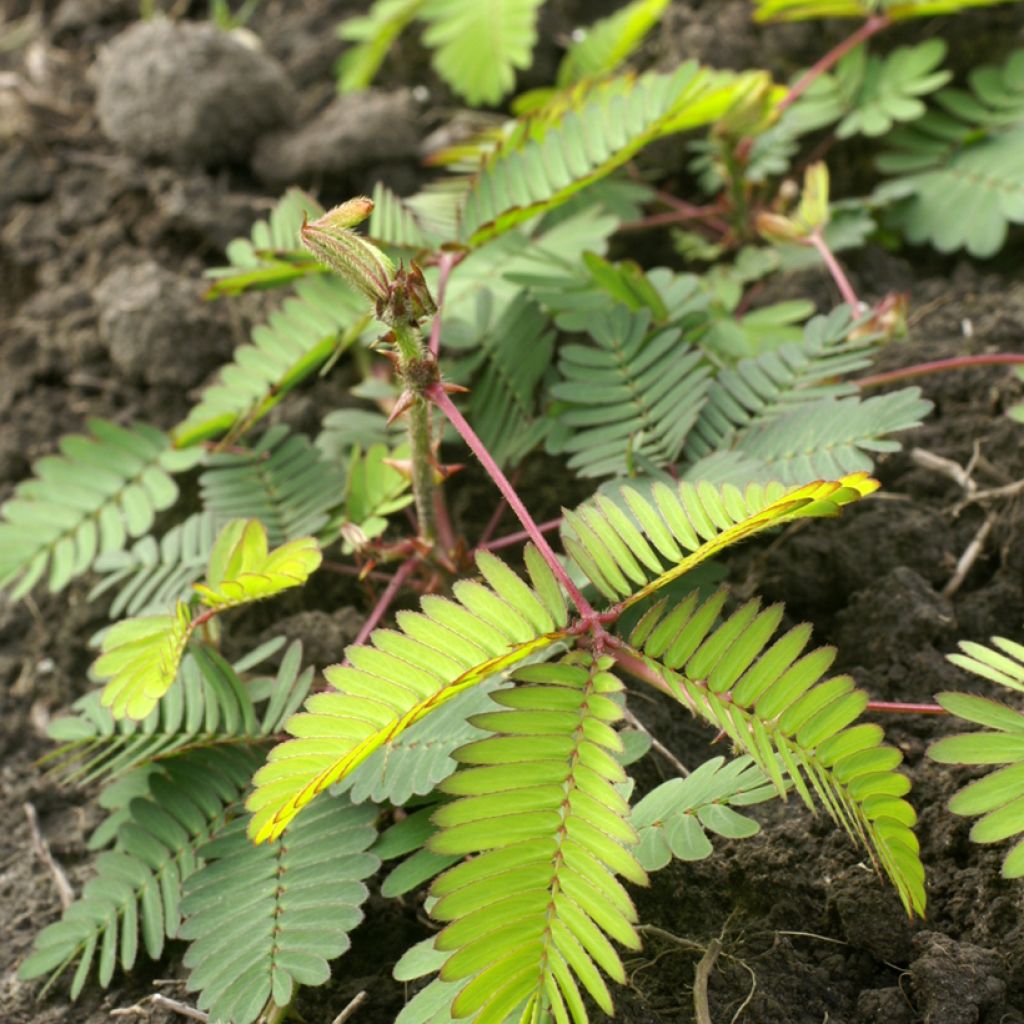 Mimosa pudica (Samen) - Mimose