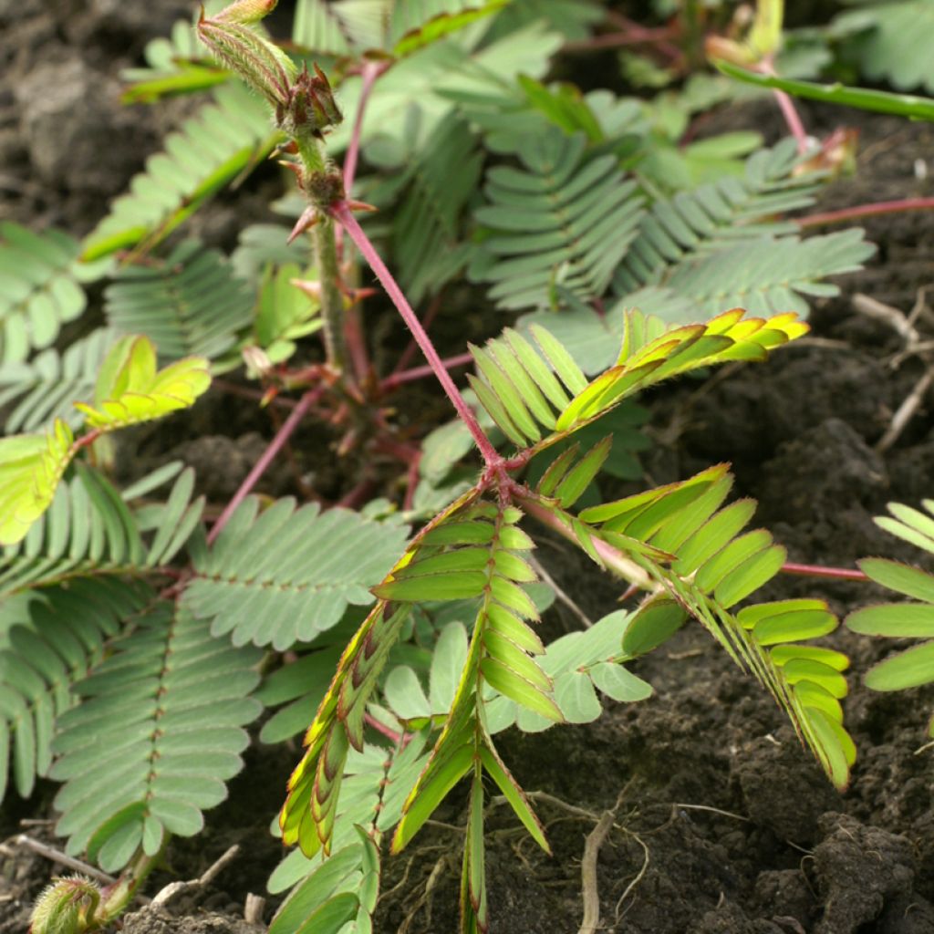 Mimosa pudica (Samen) - Mimose