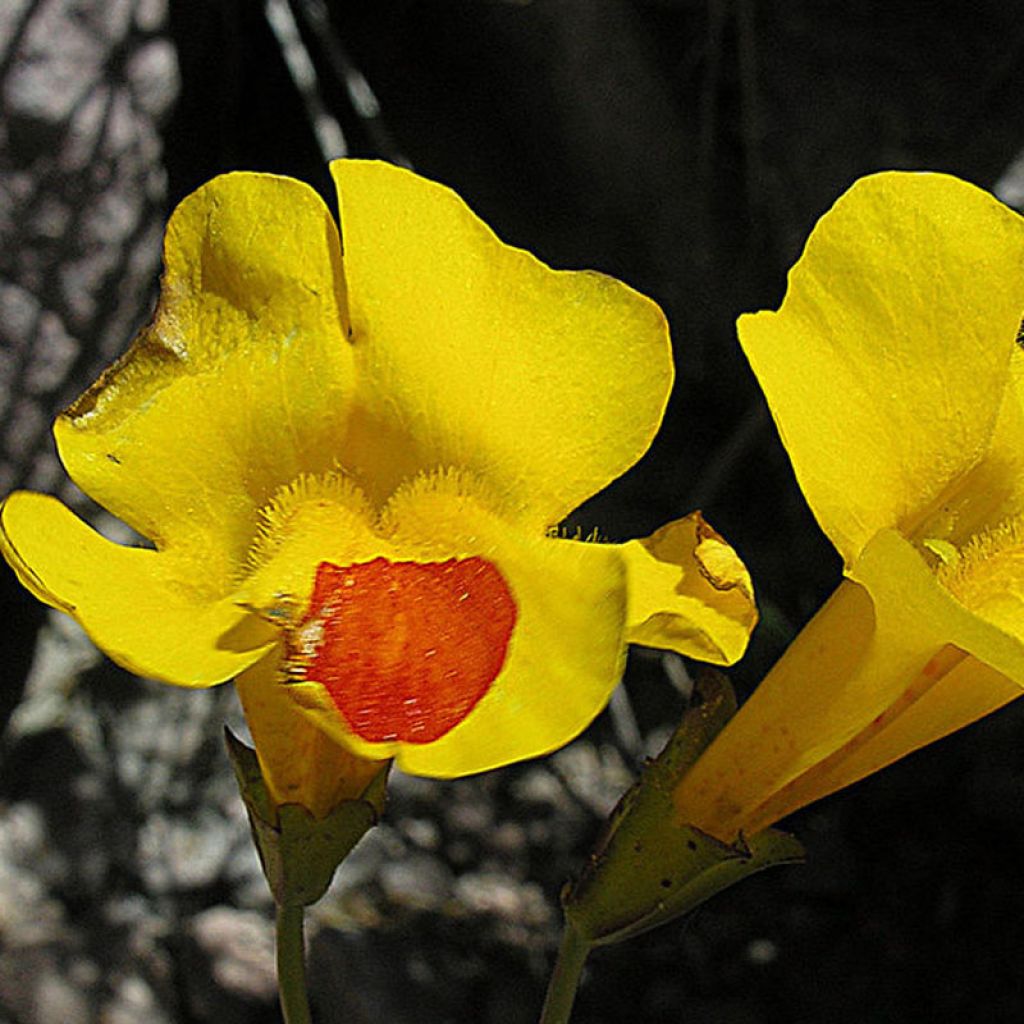 Rotgefleckte Gauklerblume - Mimulus luteus