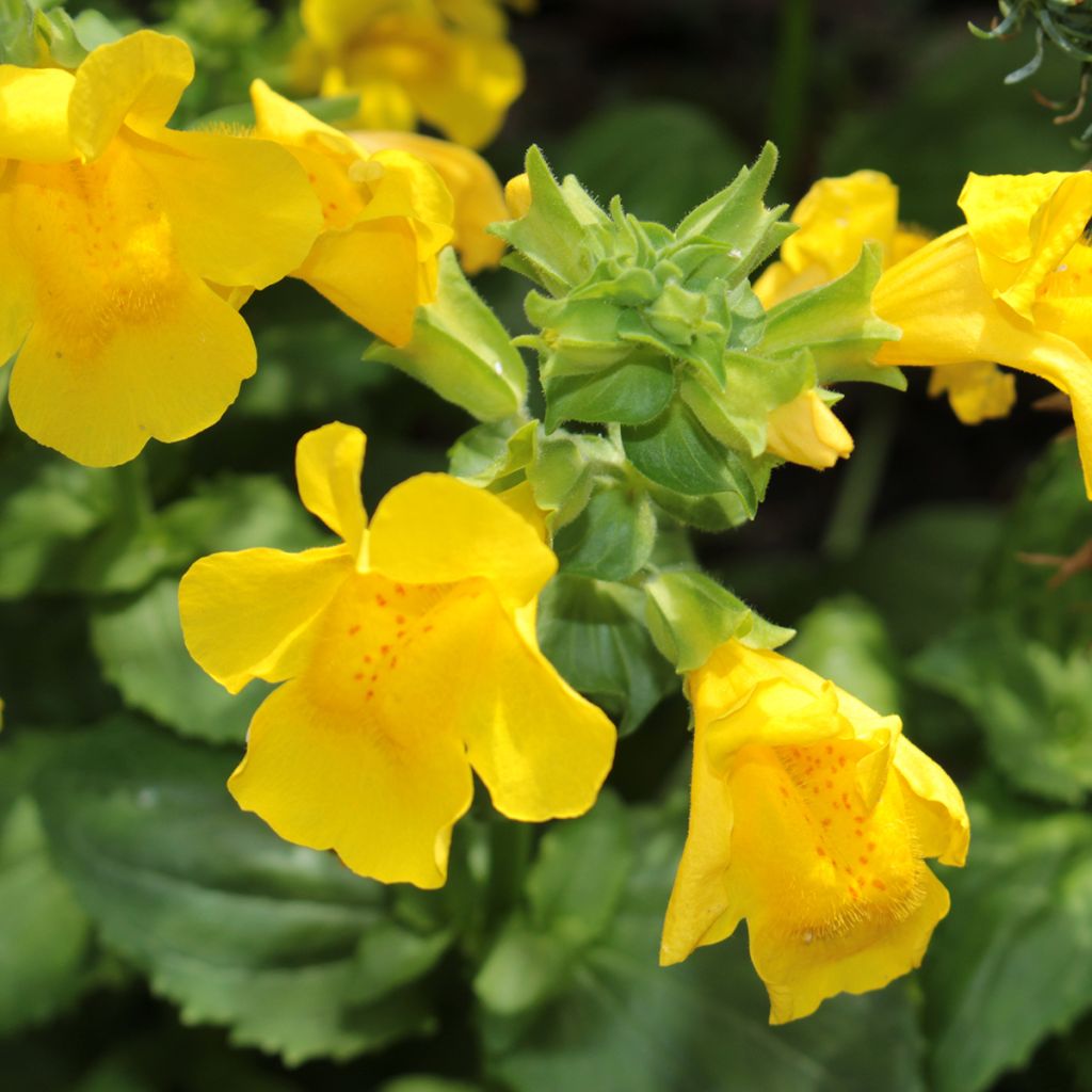 Rotgefleckte Gauklerblume - Mimulus luteus