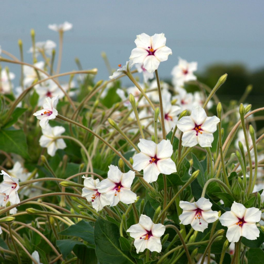 Mirabilis longiflora (Samen) - Wilde Wunderblume