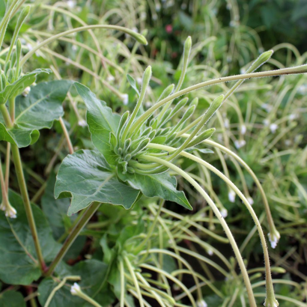 Mirabilis longiflora (Samen) - Wilde Wunderblume