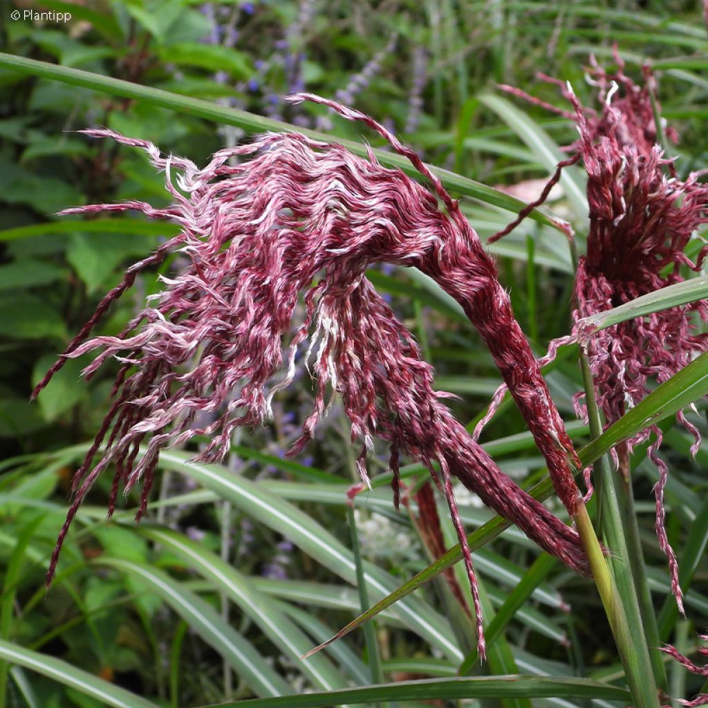 Chinaschilf Boucle - Miscanthus sinensis