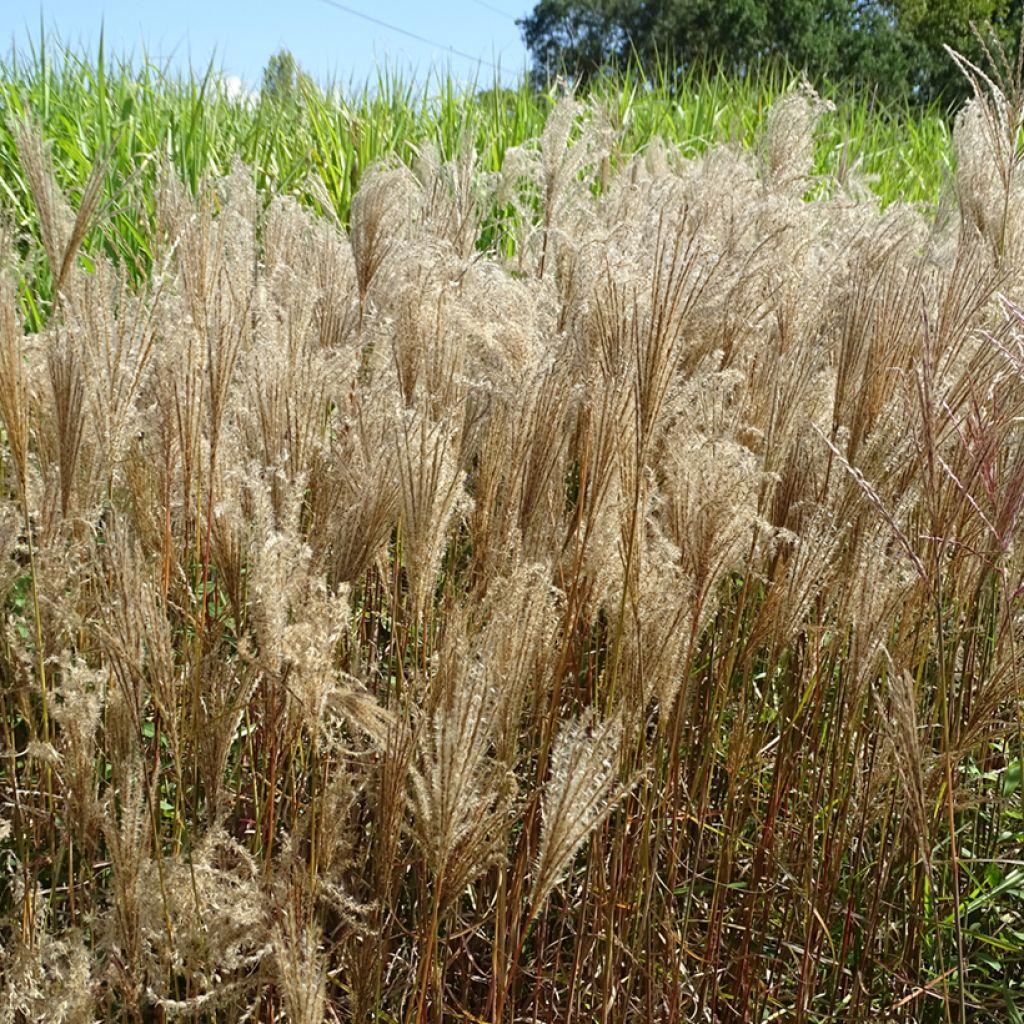 Chinaschilf Dronning Ingrid - Miscanthus sinensis