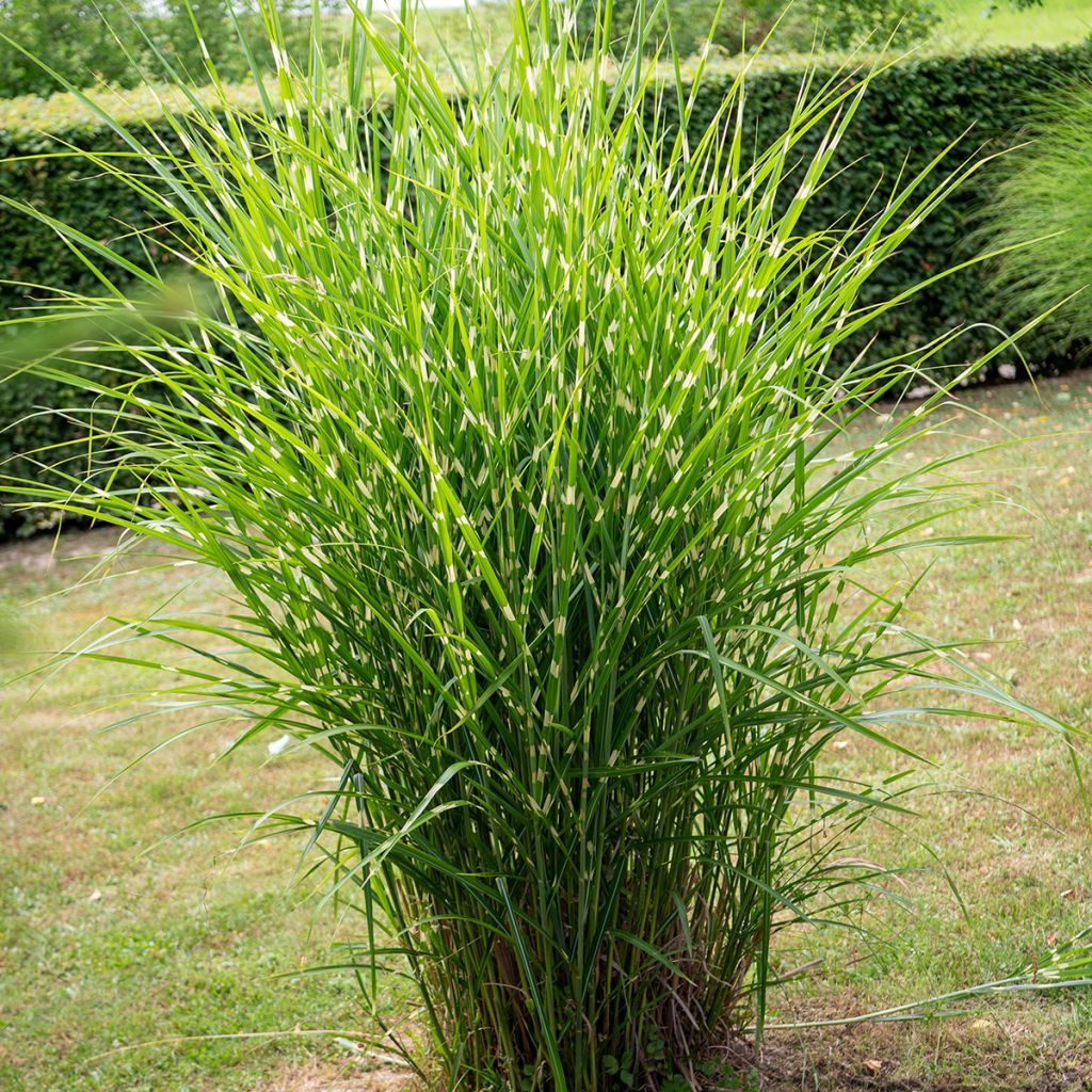 Chinaschilf Giraffe - Miscanthus sinensis 