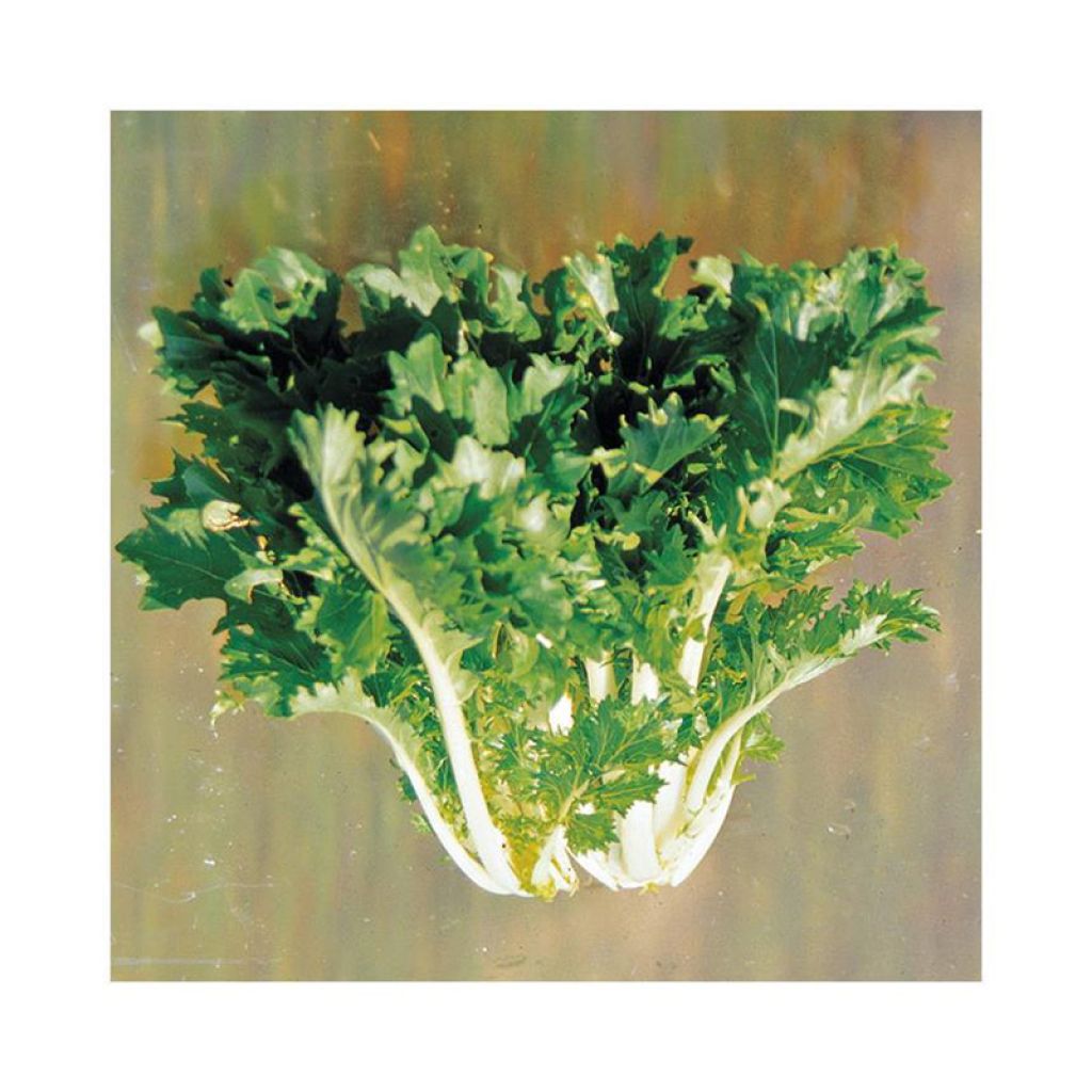 Japanische Senfkohl Japonica - Ferme de Sainte Marthe