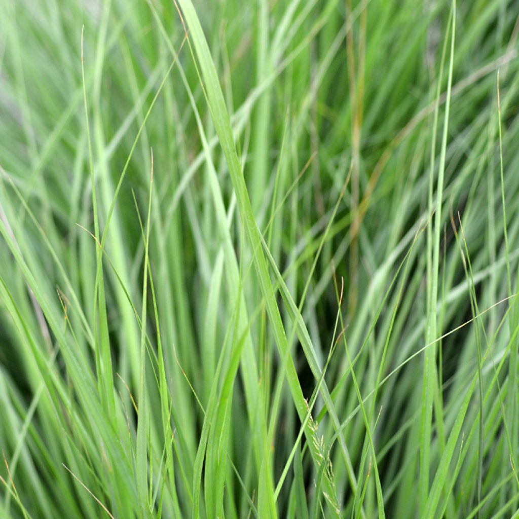 Molinia caerulea Heidezwerg - Molinie bleue à fleurs pourpre