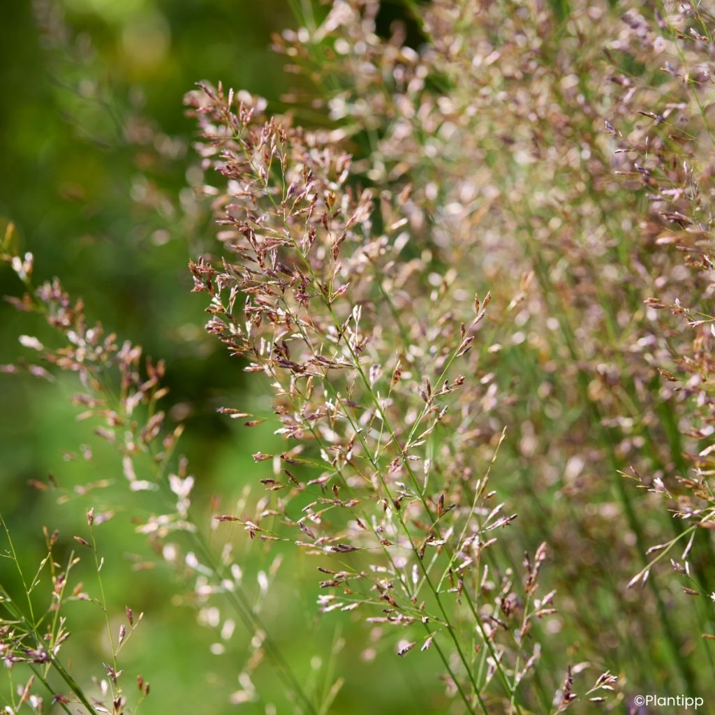Molinia caerulea Banshee -  - Blaue Pfeifengras