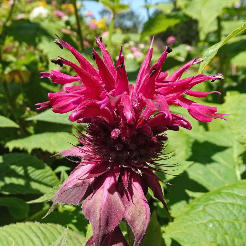 Monarda Cambridge Scarlet - Indianernessel