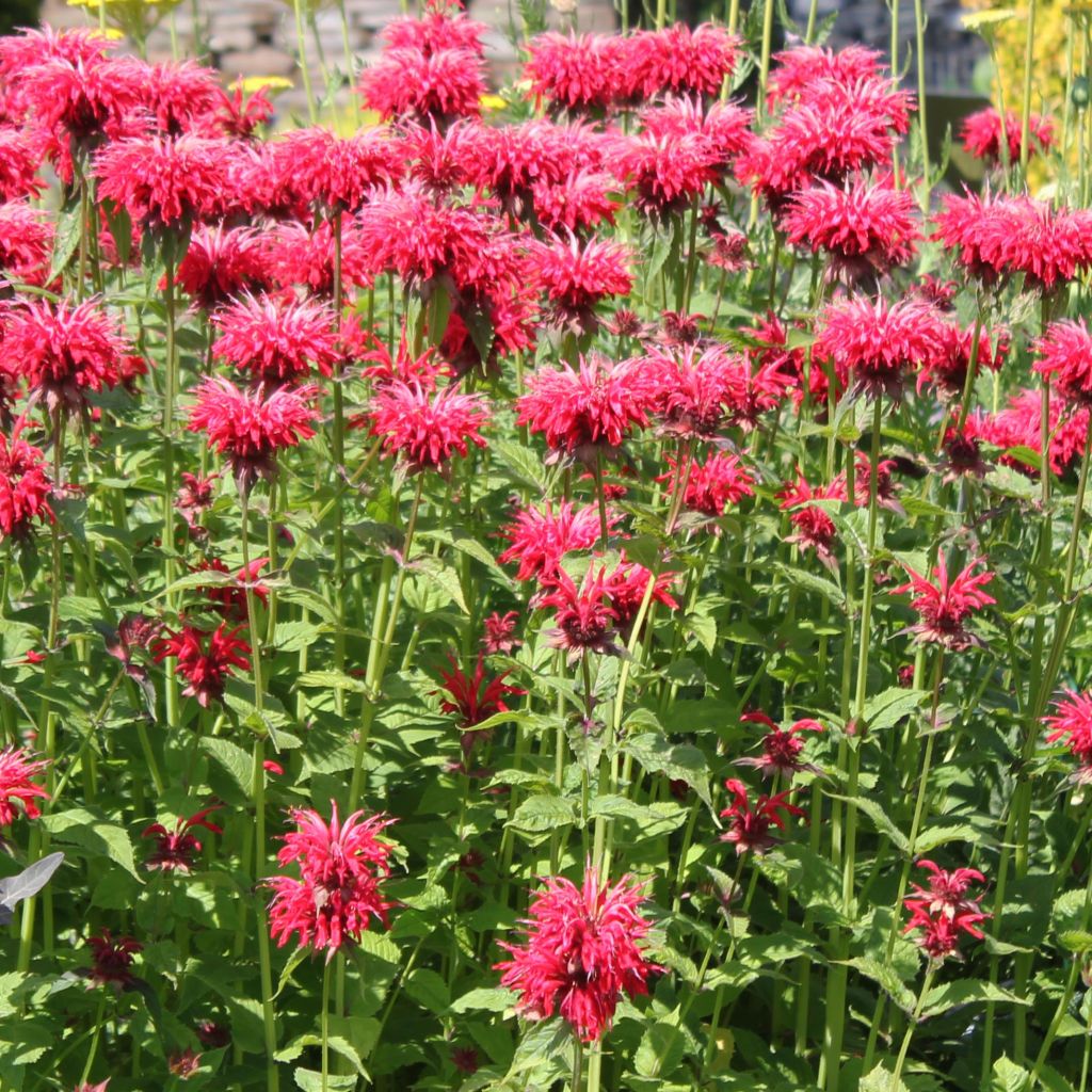 Monarda Gardenview Scarlet - Indianernessel