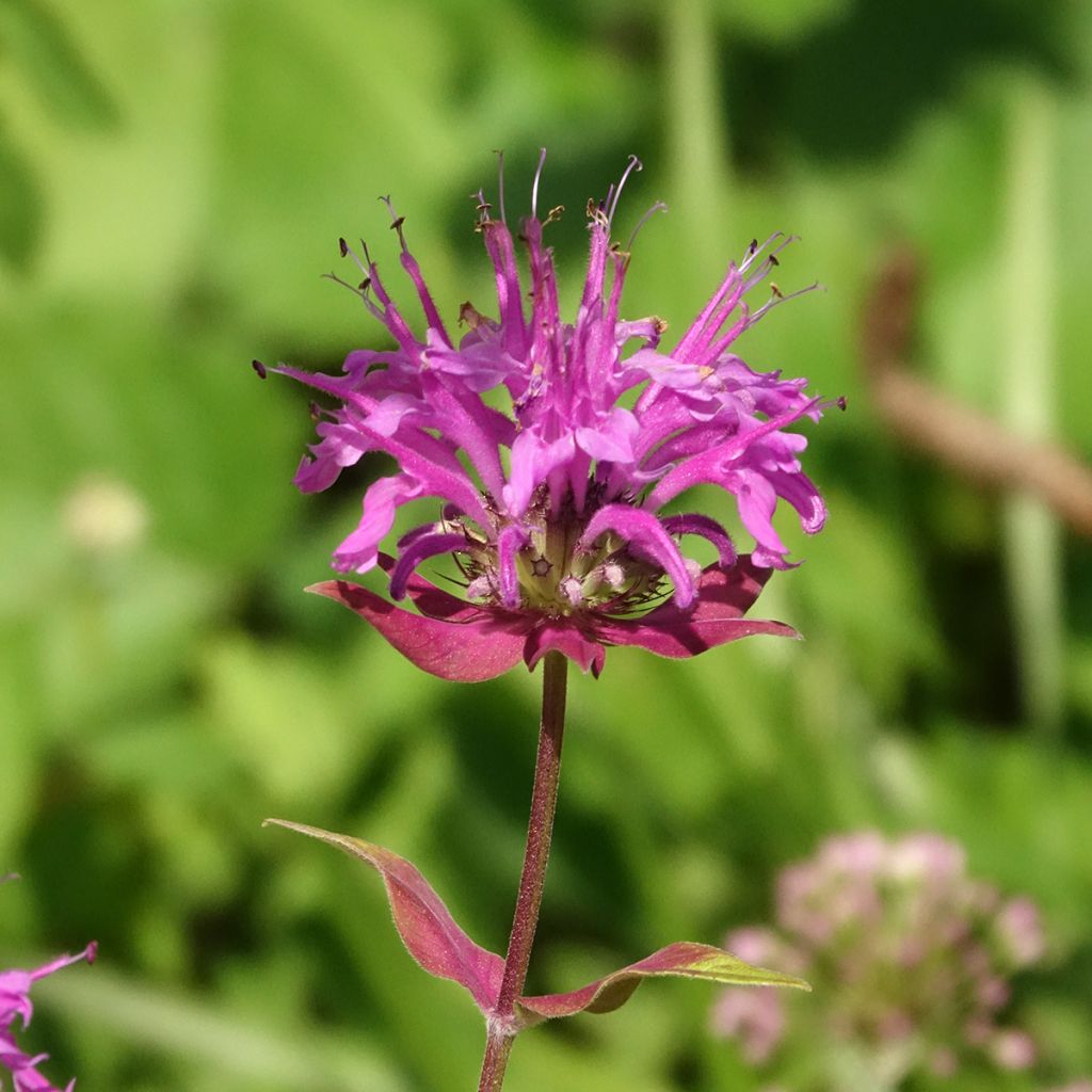 Monarda fistulosa subsp.menthifolia - Indianernessel
