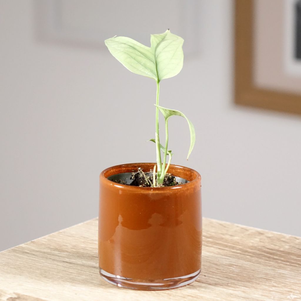 Monstera Amydrium medium Silver - Fensterblatt