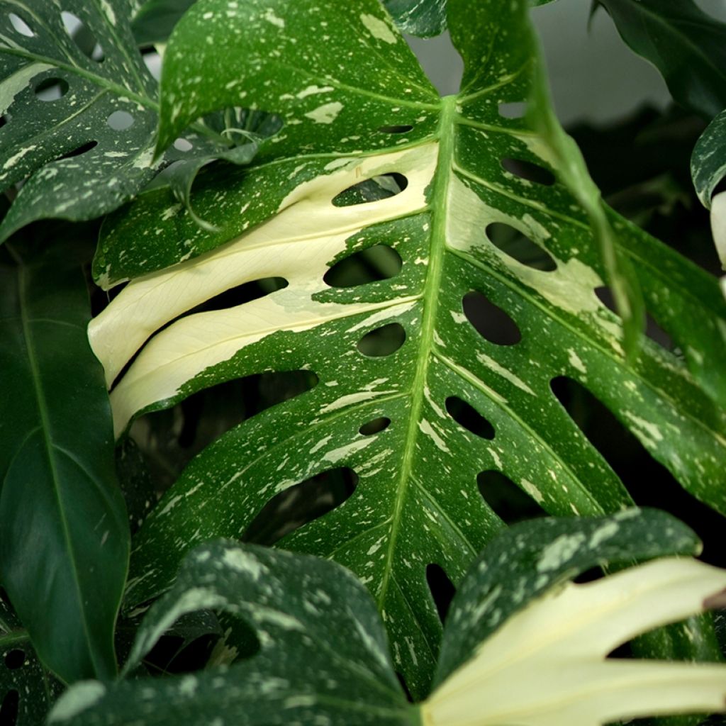 Monstera Thai Constellation - Fensterblatt