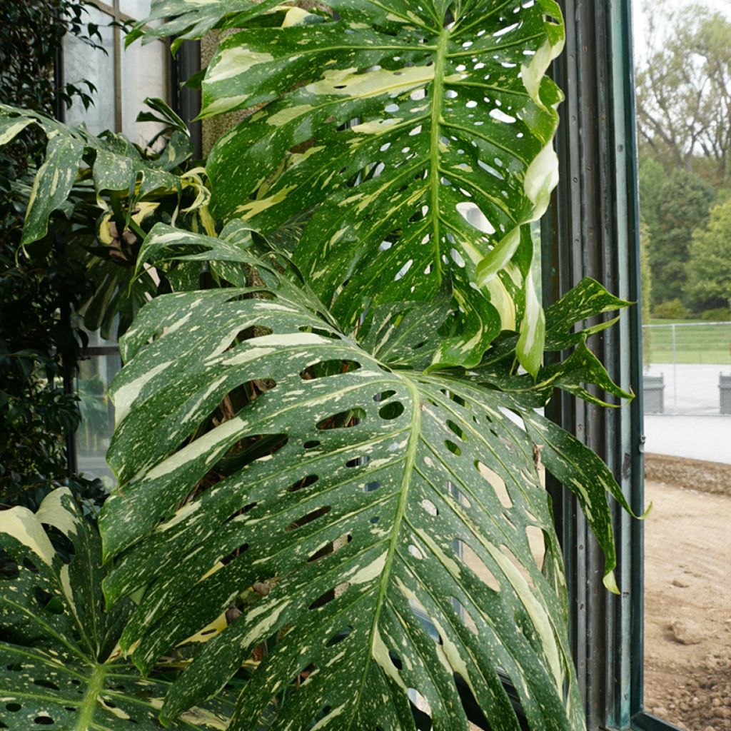 Monstera Thai Constellation - Fensterblatt