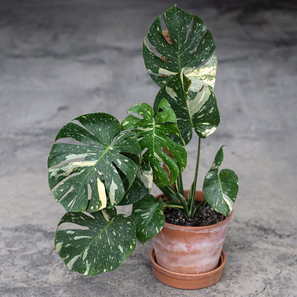 Monstera Thai Constellation - Fensterblatt